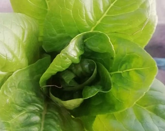 Semillas de lechuga mantecosa Little Gem / Orgánica