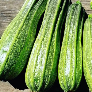 Costata Romanesco Zucchini Seeds Heirloom Organic Summer Squash - Etsy