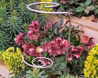 Single-stemmed steel scroll topped plant supports