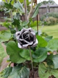 Steel Rose / Rustic metal outdoor garden and patio flower art / Anniversary keepsake / birthday gift