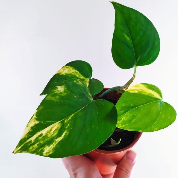 Pothos Scindapsus Epipremnum Aurenum