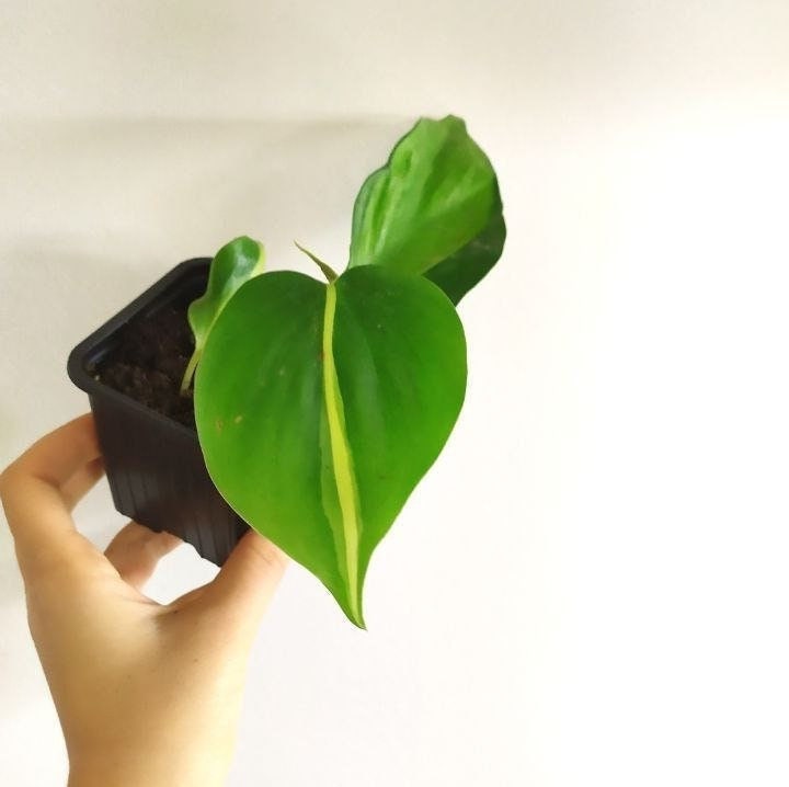 Philodendron Scandens Brasil