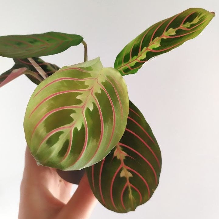 Maranta Leuconeura Fascinator