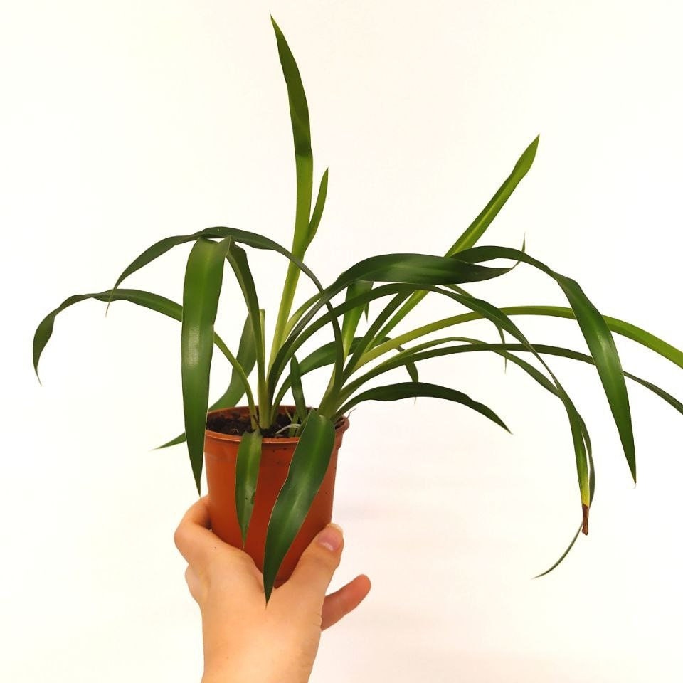 Chlorophytum Vert Plante Araignée Phalangère Spider Plant