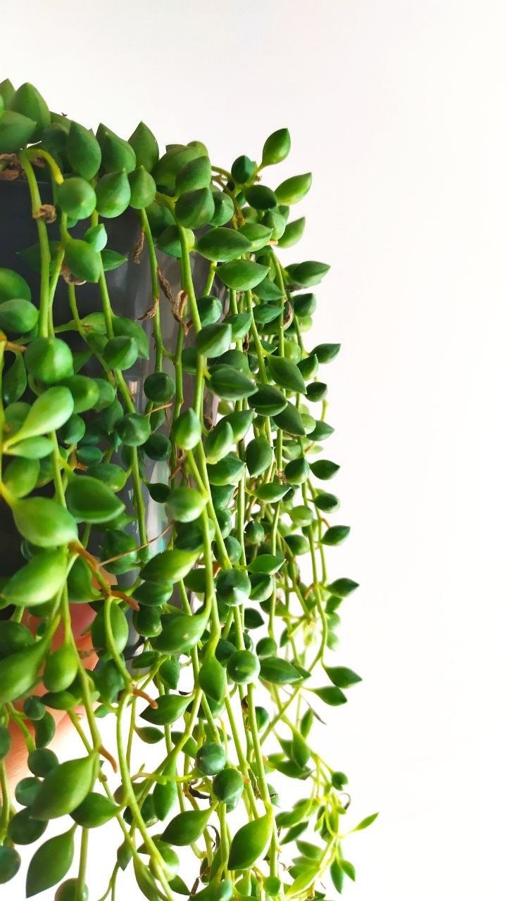 Senecio Rowleyanus String Of Pearls