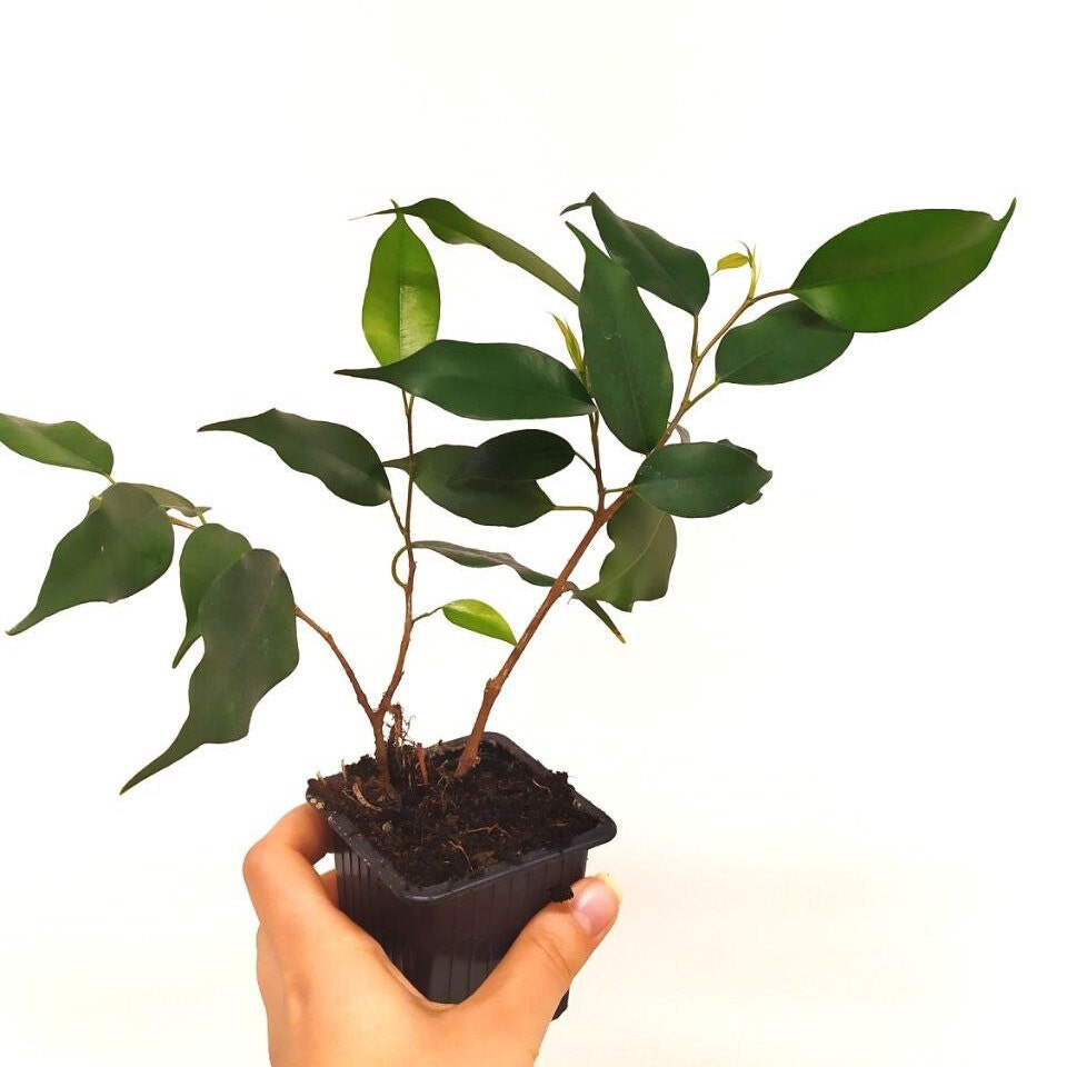 Ficus Benjamina Figuier Pleureur