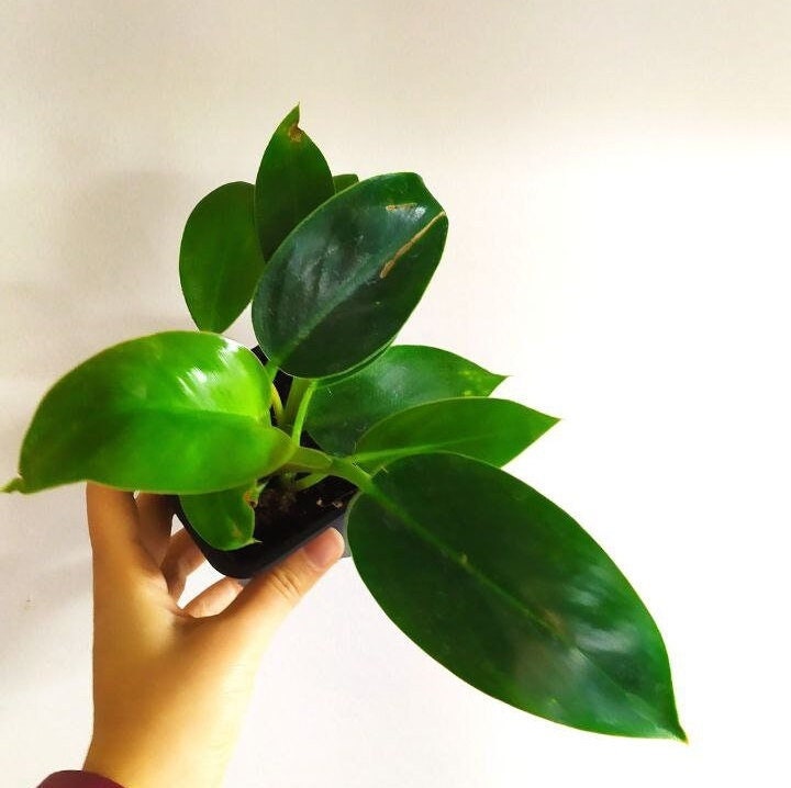 Philodendron Green Princess