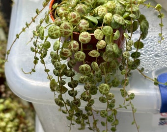 String of Turtles (Peperomia prostrata)