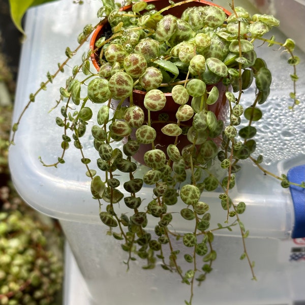 String of Turtles (Peperomia prostrata)