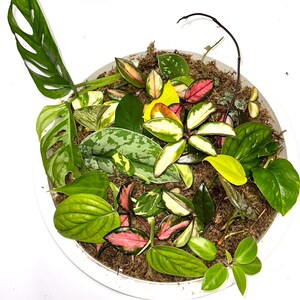 Cuttings for Propagation with a Variety of Plant Cuttings (no repeats) | Unrooted Clippings | Plant Mystery Box Available