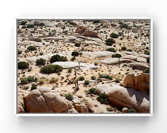 Joshua Tree on Film | Color 35mm desert photo | Joshua Tree print | Joshua Tree poster | Nature print