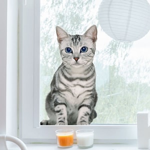 May include: A silver tabby cat with blue eyes sits on a windowsill looking out the window. The cat is sitting on a white windowsill with a white window frame. There are two white paper lanterns hanging from the ceiling above the window.