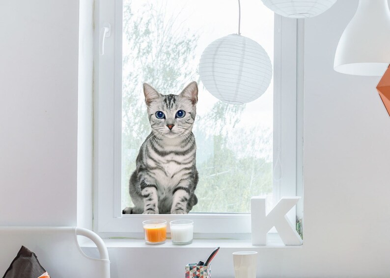 May include: A silver tabby cat with blue eyes sits on a windowsill looking out the window. The cat is sitting on a white windowsill with a white window frame. There are two white paper lanterns hanging from the ceiling above the window.