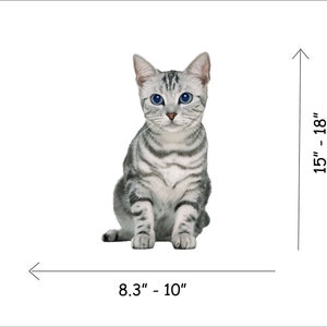 May include: A silver tabby cat with blue eyes sitting on a white background. The cat is approximately 8.3 to 10 inches wide and 15 to 18 inches tall.