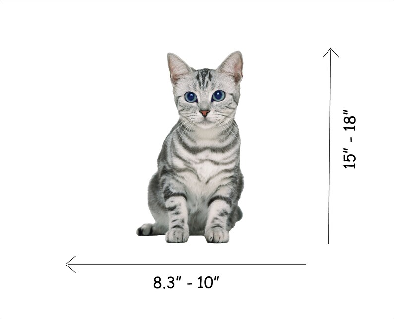 May include: A silver tabby cat with blue eyes sitting on a white background. The cat is approximately 8.3 to 10 inches wide and 15 to 18 inches tall.