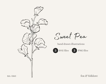 Ilustración de flor de guisante de olor dibujada a mano / SVG, PNG (Descarga digital)