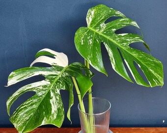 Variegated Monstera Deliciosa Albo Cuttings | UK 5* Grower | Unrooted | Buy Exact Variegated Monstera Plants as Shown | Posted with Care