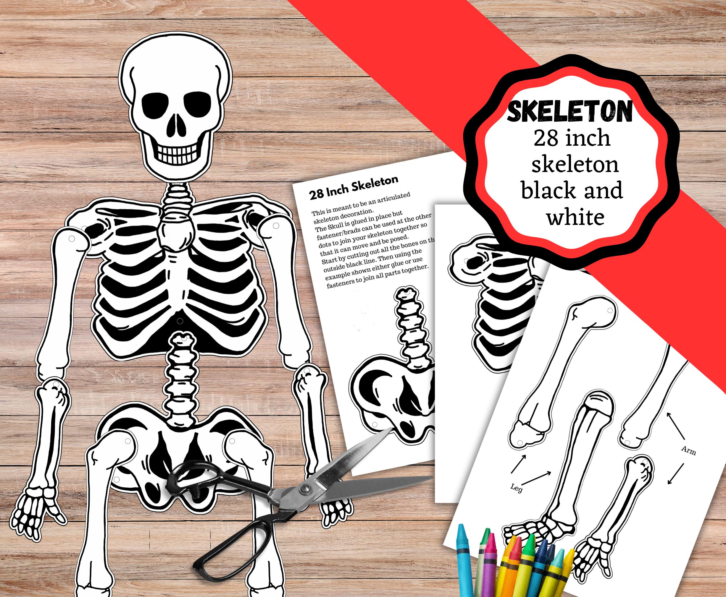 Großes 28 cm langes bedruckbares Skelett. Skelett Dekoration ca 72 cm lang. Halloween Party Dekoration.