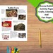 Printable Rabbit/bunny Learning Set. Build a Bunny, Crafts Coloring ...