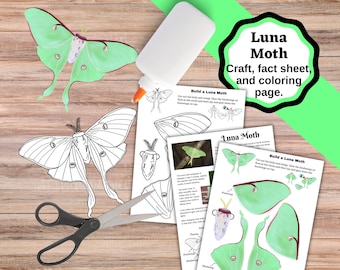 Build a Luna Moth craft with coloring and fact pages about the moth. Colored and colorable versions.