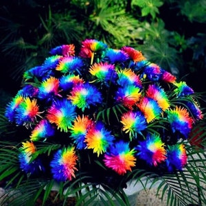 50 Semillas / Semillas de Crisantemo Multicolor cubiertas por el suelo [Semillas, Semillas de Frutas, Flores, Sin OGM, Fácil de Planificar, Sin OGM]