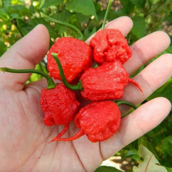 10 Bio Carolina Reaper Pfeffersamen, Die heißeste Paprika der Welt, Capsicum chinense