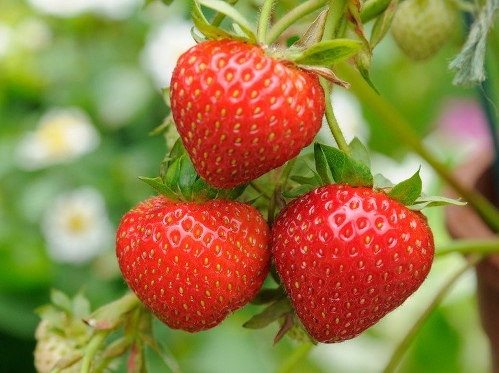 1000 Giant Strawberry Seeds Garden Fruit Plant Sweet and - Etsy Canada