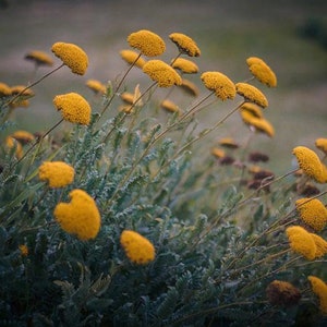 100 Goldgelbe Schafgarbe Samen, Heilpflanzen, Achillea Filipendulina