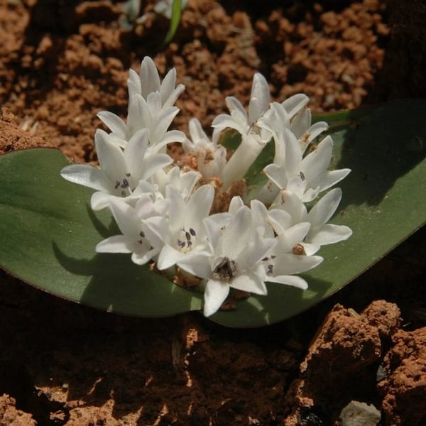 Lachenalia ensifolia ssp maughanii / 10 seeds