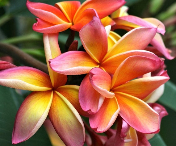 10 Semillas De Plumeria Roja: Fáciles De Cultivar, Perfectas Para Jardinería – El Crecimiento Depende Del Clima Y Suelo