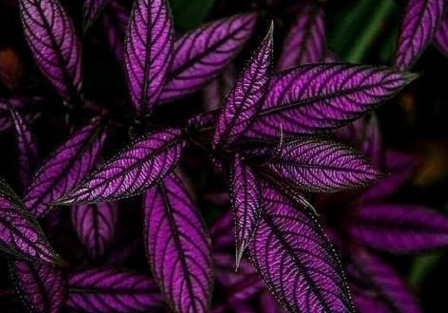 20 Coleus Seeds Indoor Shade Plant Etsy