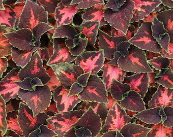 20  Coleus Seeds, Indoor Shade Plant