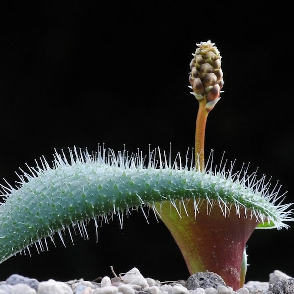 Lachenalia trichophylla / 10 seeds