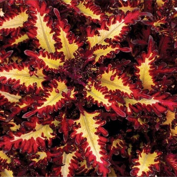 Star Coleus Seeds (20 Per Pack)