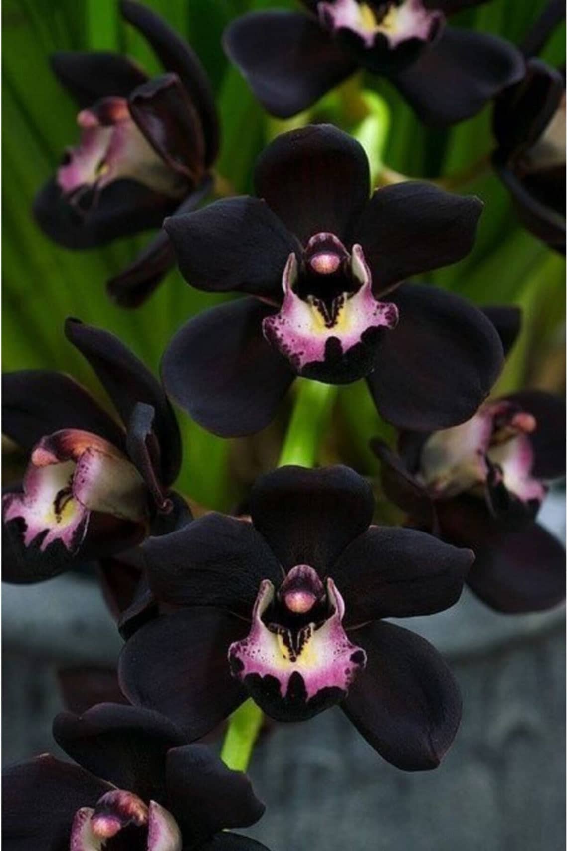 Orchidea: fiore del nord Europa - FloralGarden