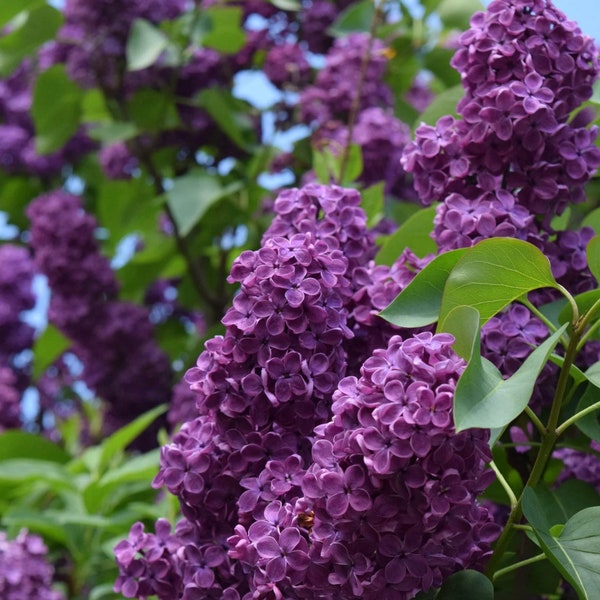 Lilac Tree Organic Seeds, 5+ Count Lilac Flower Seed, Lilac Plant for Garden and Pot, Non-GMO - Heirloom, Open Pollination