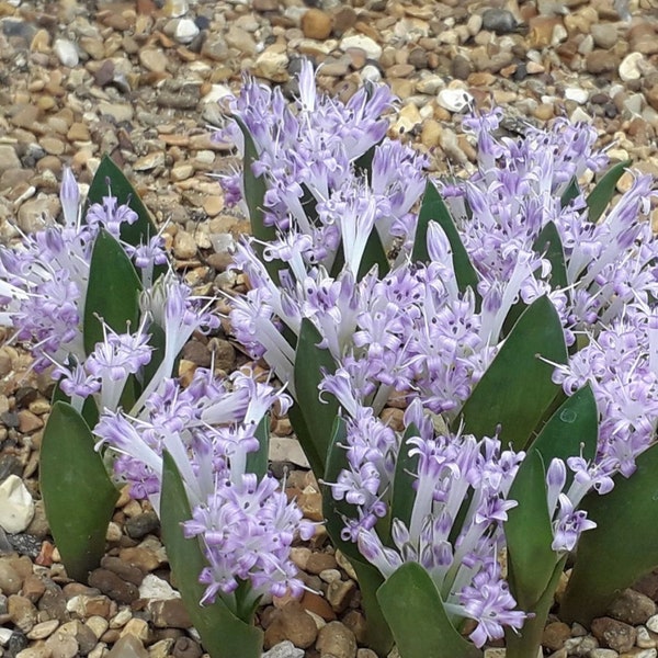 Lachenalia calcicola / 10 seeds