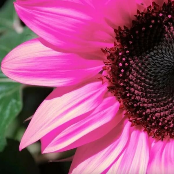 20+ Bulk pack Black Oil Pink Sunflower Seeds Plants Garden Planting Colorful Rare organic