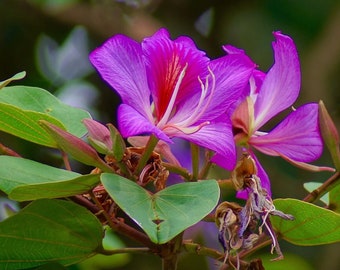 10 Hong Kong Seeds, Bauhinia Purpurea, Butterfly Tree, Purple Orchid, Hawaiian Phanera