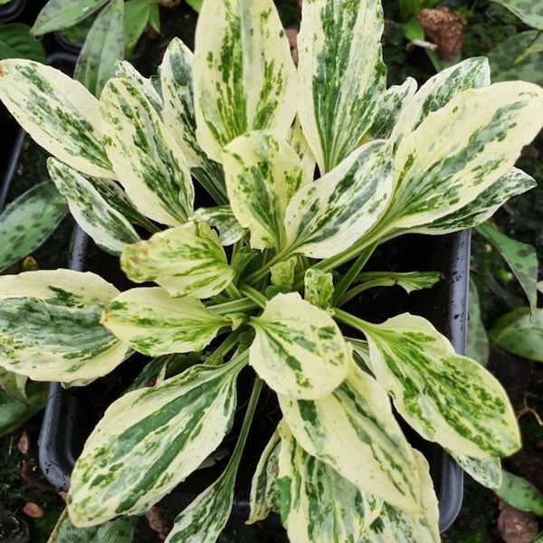 20 Variegated Plantain Seeds, Plantago Major Variegata, Medicinal plant, Broadleaf