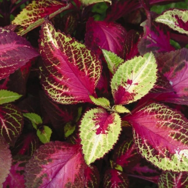 Coleus Seeds Etsy