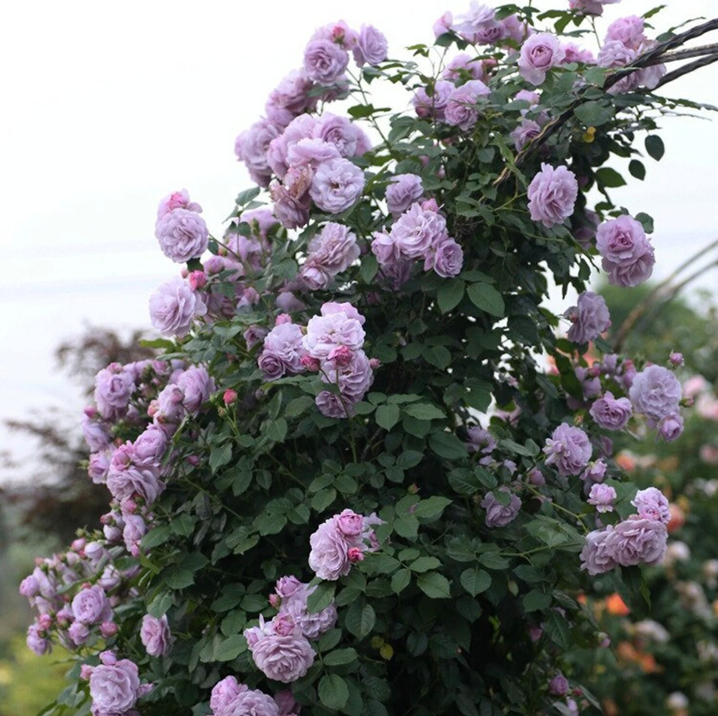 25 Rare Seeds Purple Climbing Rose Seed Flower Seeds Etsy