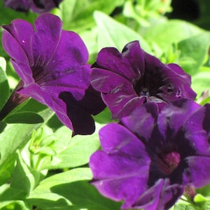 10 Purple Petunia Flower Seeds Trailing Petunia Flower - Etsy