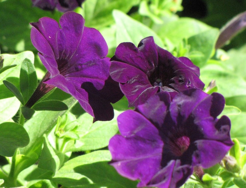 10 Purple Petunia Flower Seeds Trailing Petunia Flower - Etsy