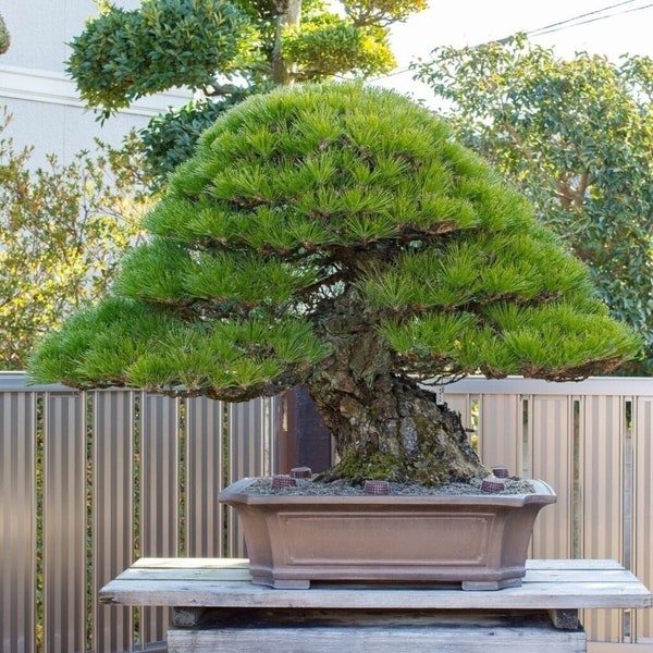 15 Rare Japanese Black Pine Bonsai Seeds - Rare Bonsai Tree - Viable Seeds