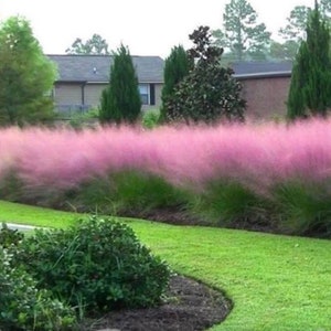 30 Pink Muhly Grass Seeds, Perennial Muhlenbergia Capillaris