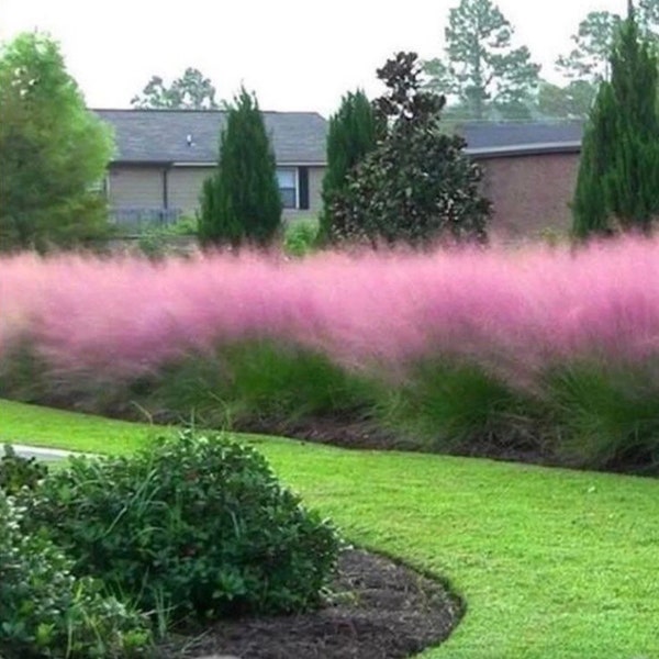 30 graines d’herbe rose Muhly, vivace Muhlenbergia capillaris