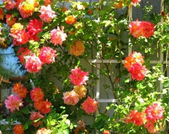 coat with roses