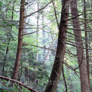 The Forest&#39;s Fog