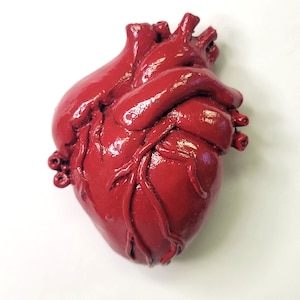 Anatomical Heart Magnet, Medical, Doctor, EMS, Nurse Gift
